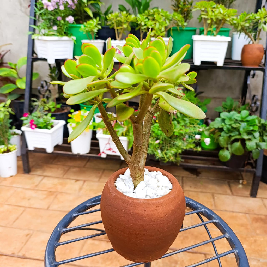 Jade Plant in 1-Litre Clay Pot