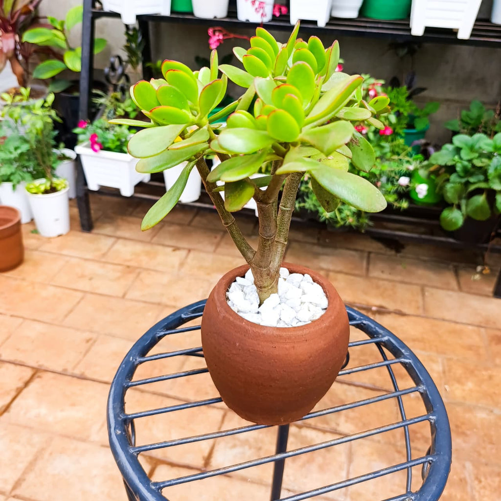 Jade Plant in 1-Litre Clay Pot