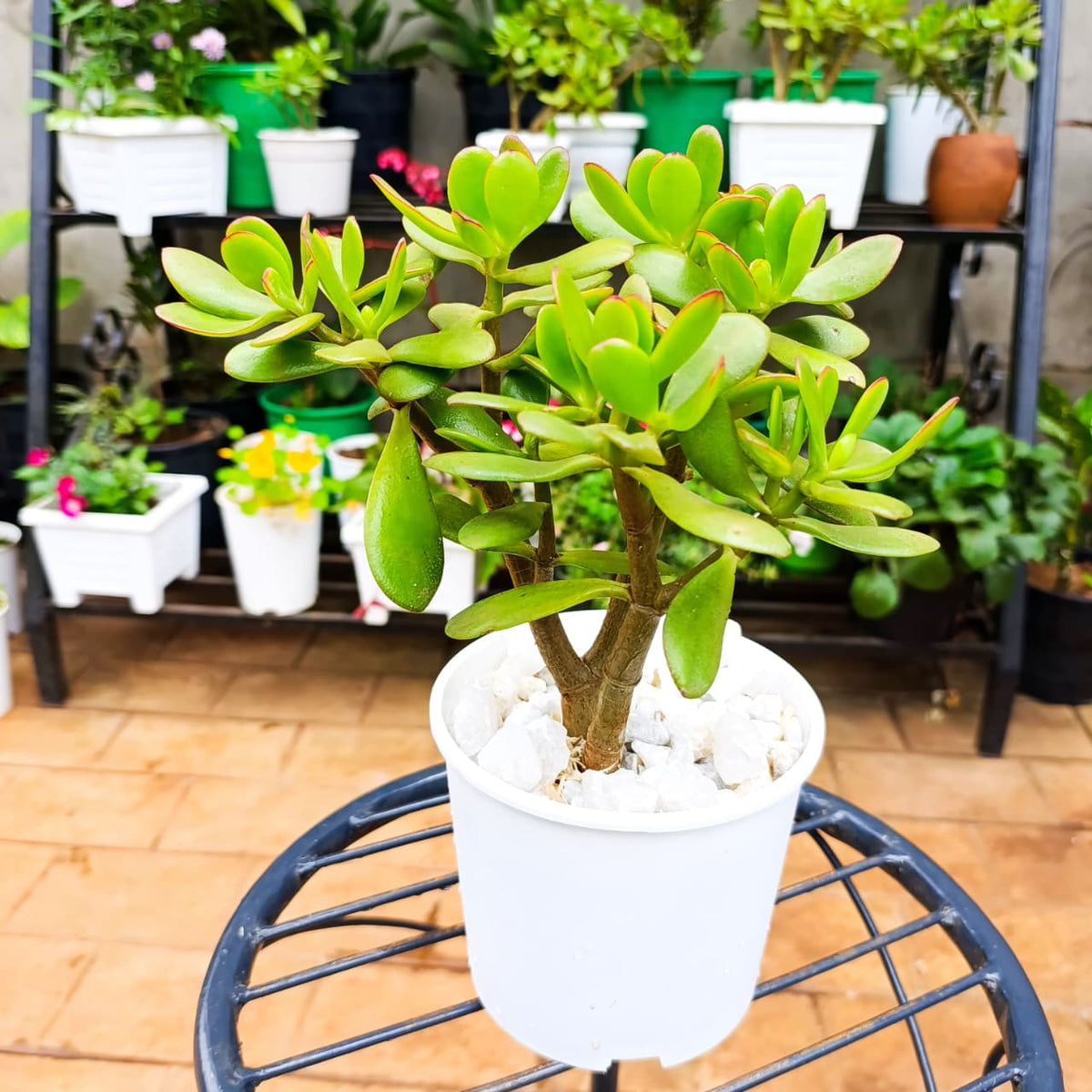 Jade Plant in Square White Planter