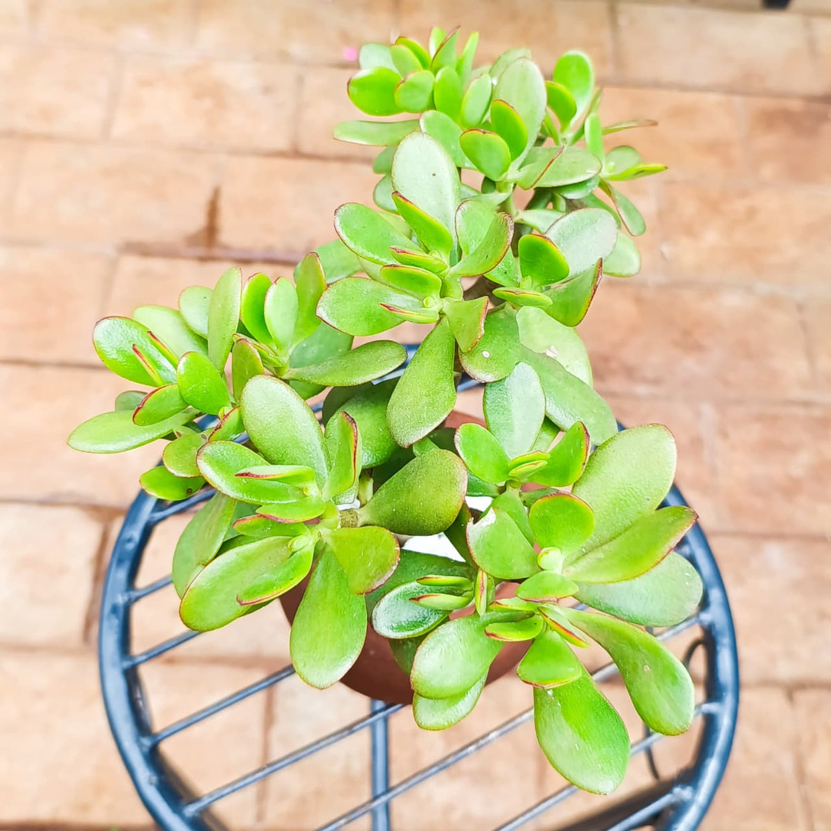 Jade Plant in 1-Litre Clay Pot