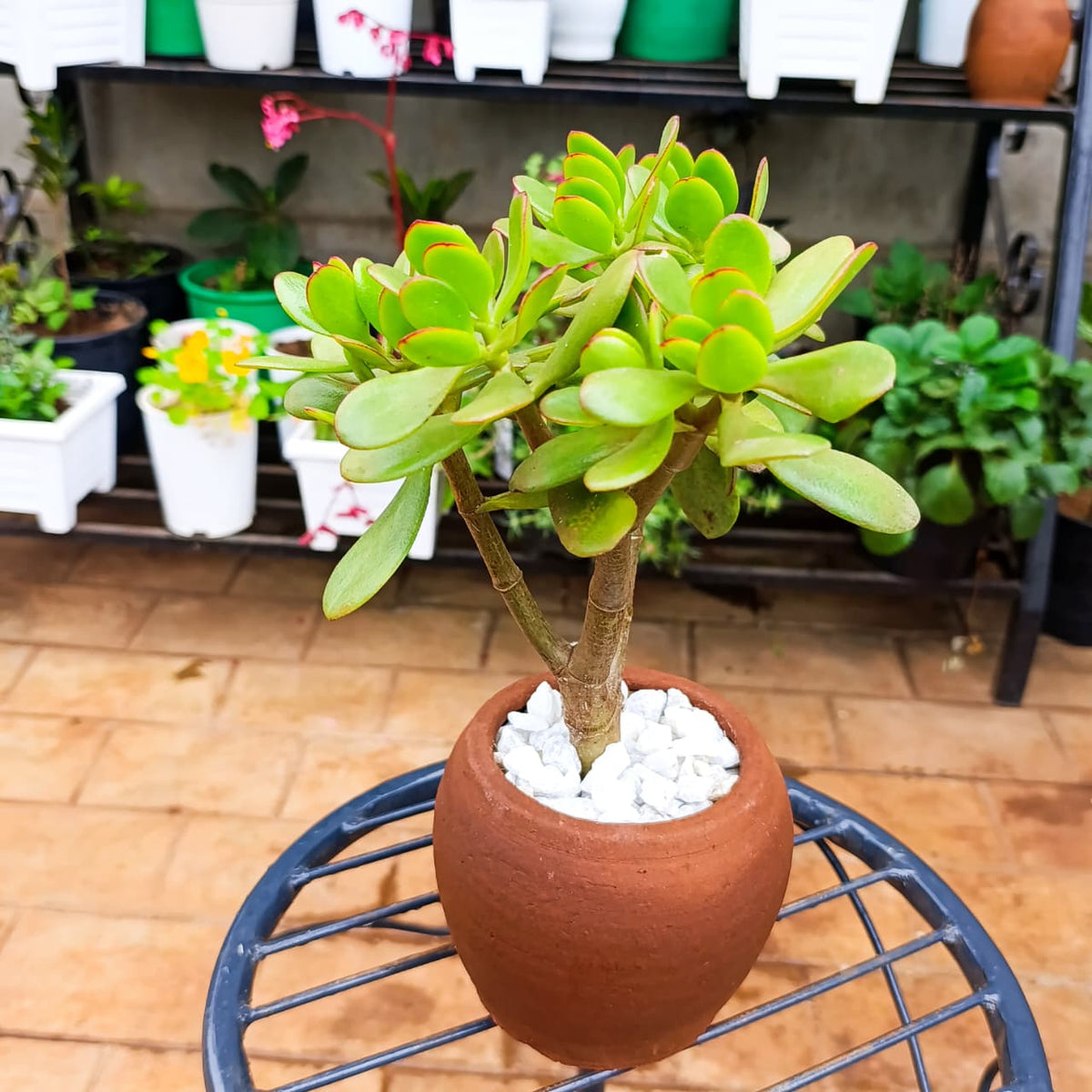 Jade Plant in 1-Litre Clay Pot