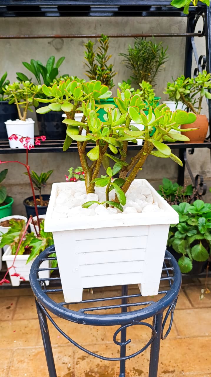 Jade Plant in Square White Planter
