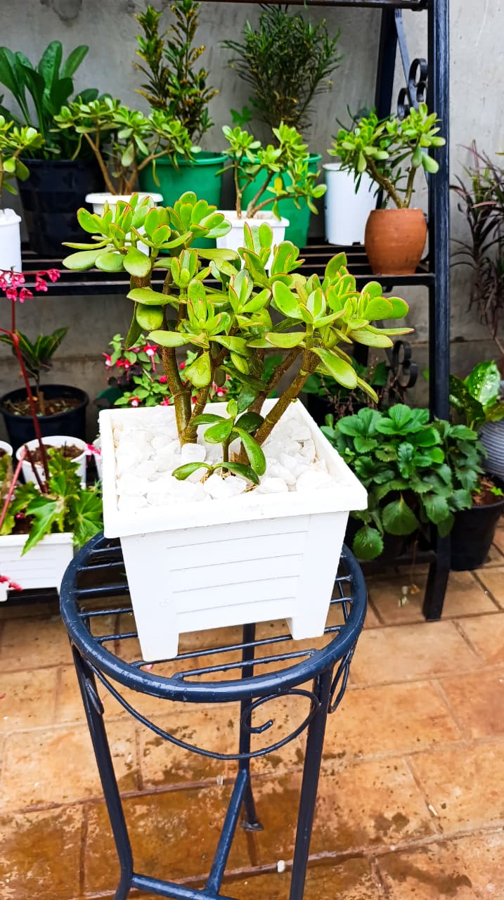 Jade Plant in Square White Planter