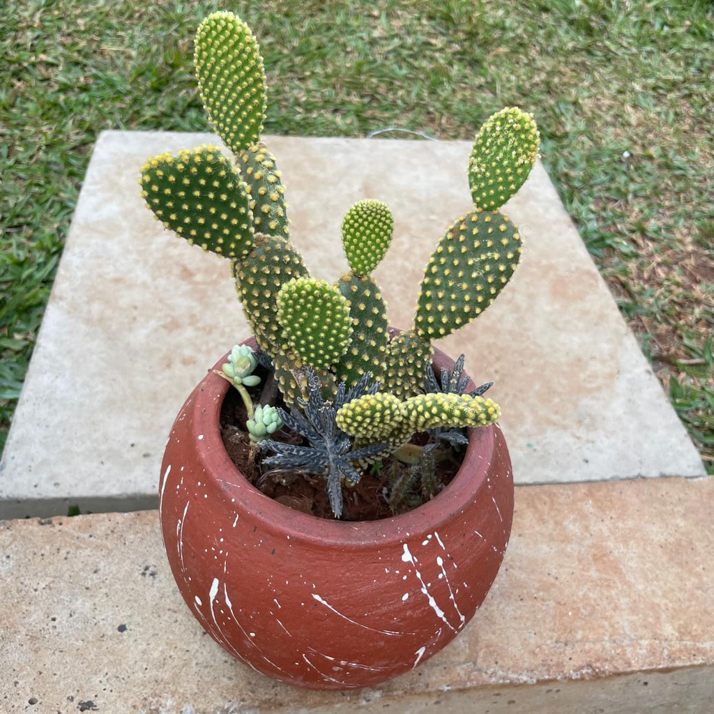 Close-up of Bunny Ears Cactus pads and smaller succulents in clay pot