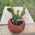Close-up of Bunny Ears Cactus pads and smaller succulents in clay pot