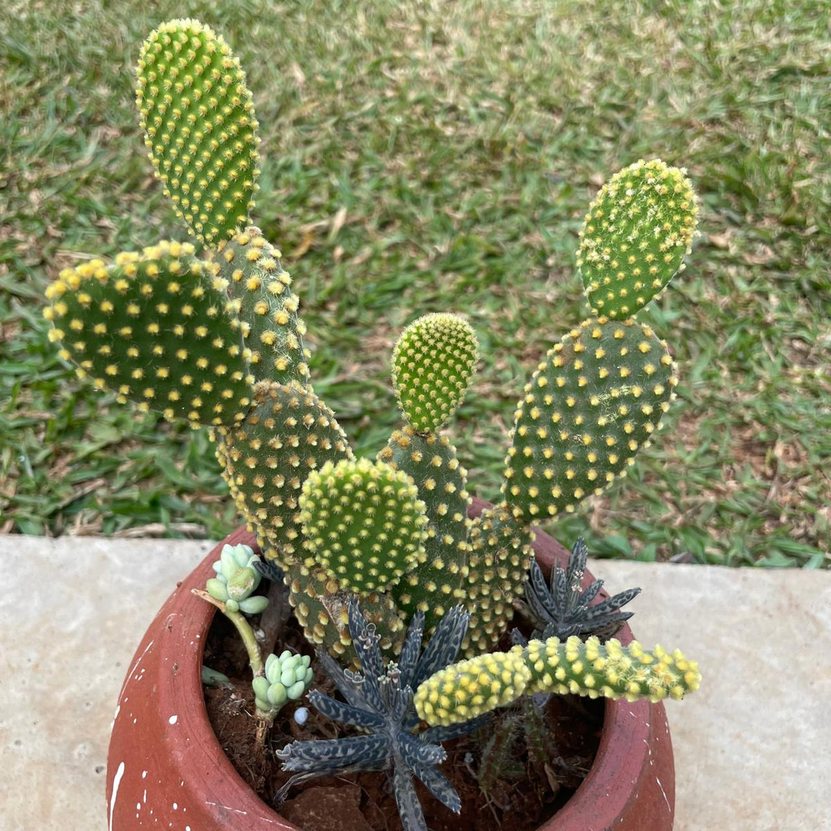 Bunny Ears Cactus in clay pot viewed from another angle