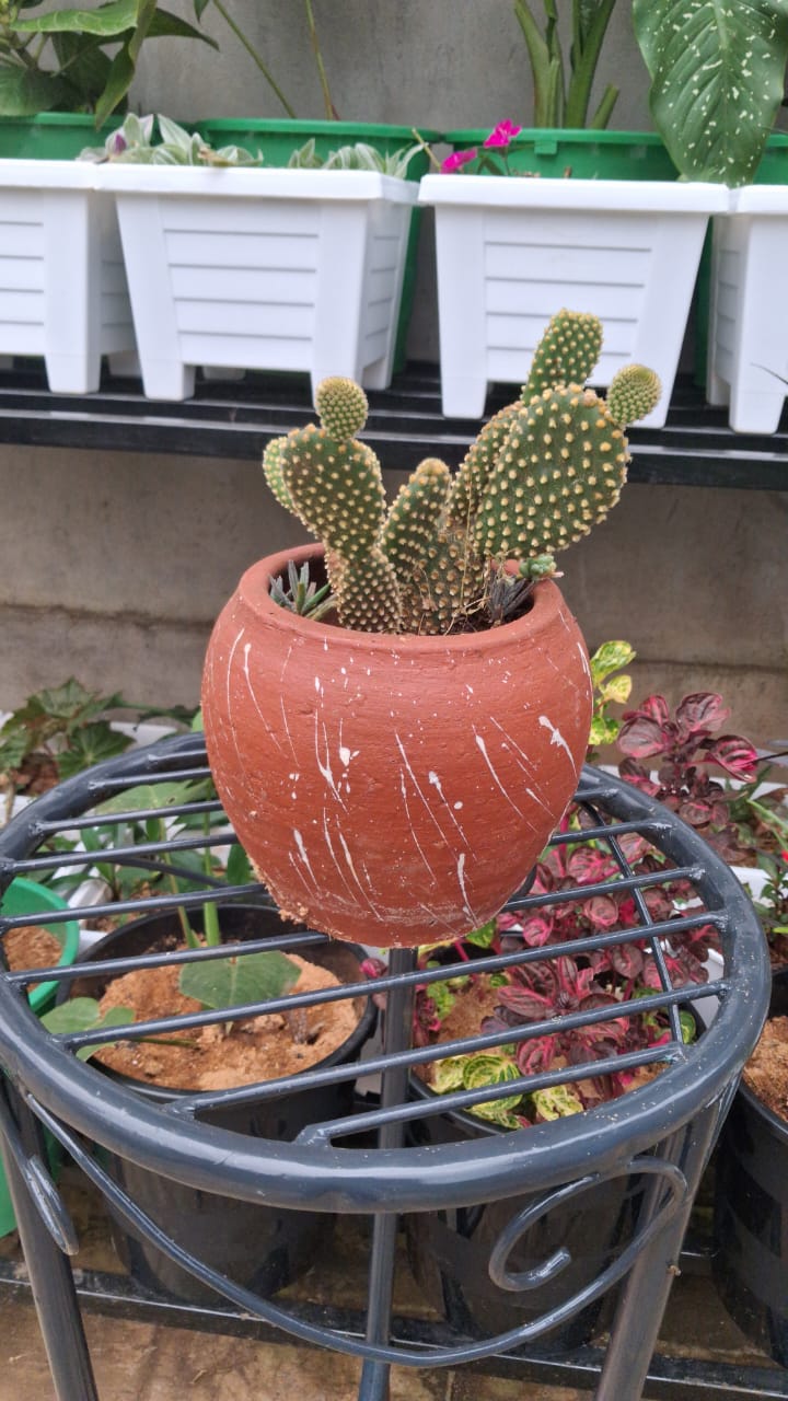 Side view of Opuntia microdasys in clay pot on garden table