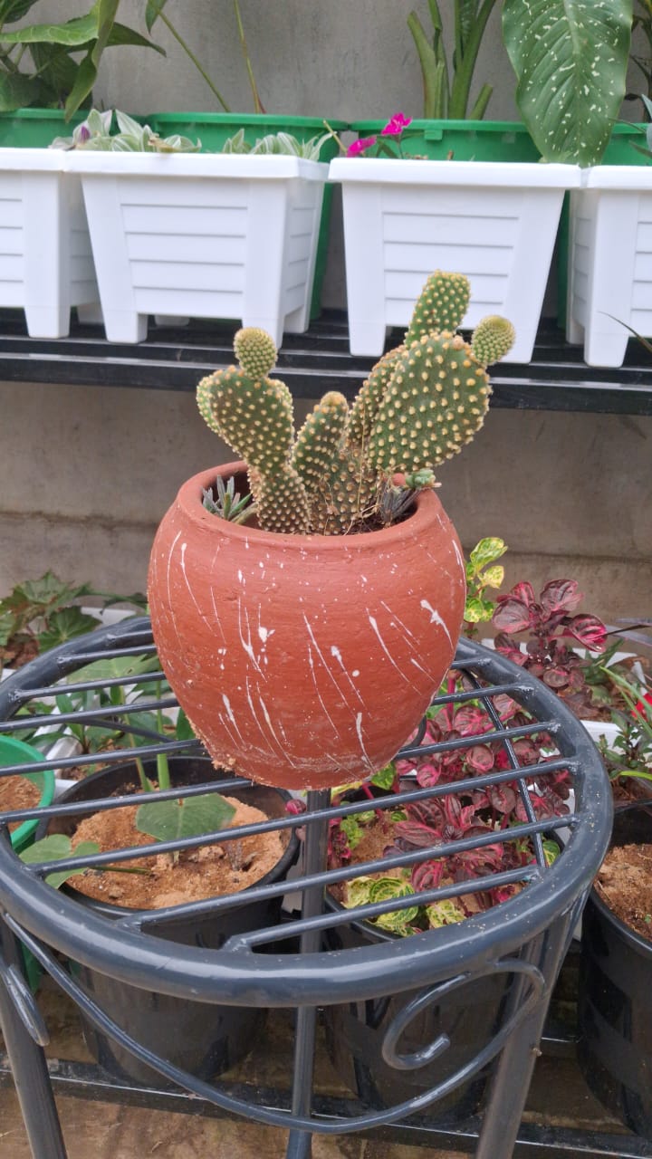 Bunny Ears Cactus and companion succulents in rounded clay pot