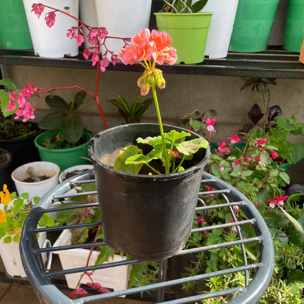 Actual pink geranium plant with flower in black nursery pot