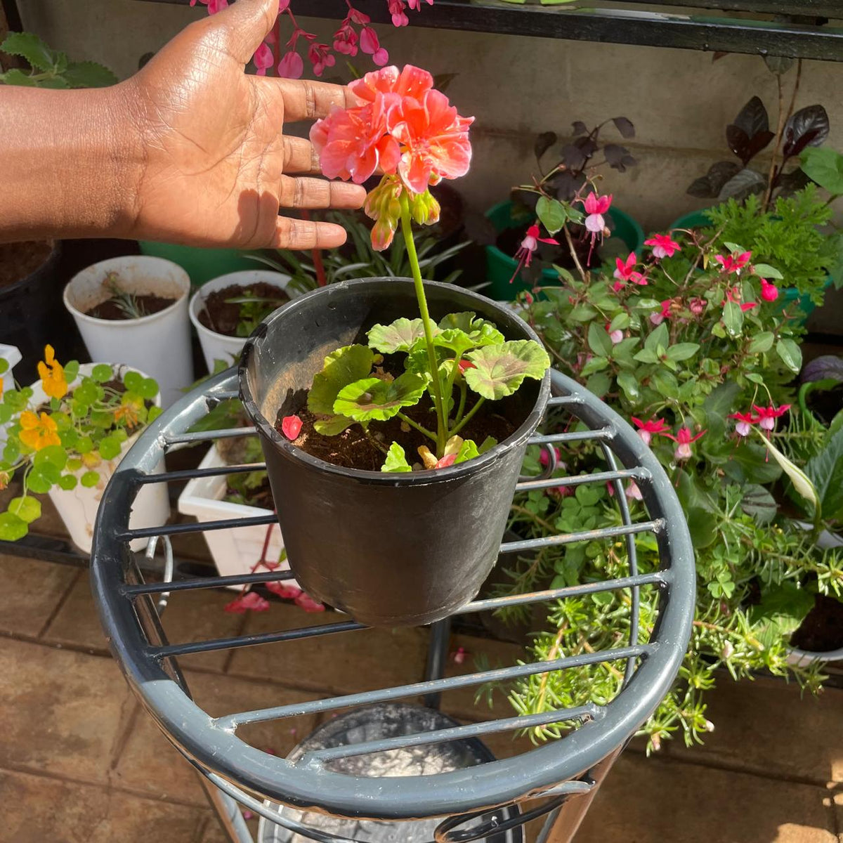 Actual pink Pelargonium geranium flower and black nursery pot
