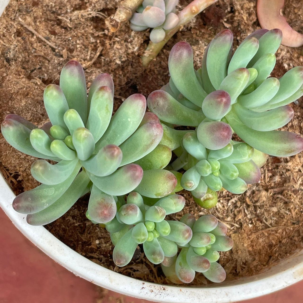 Side view of branching Jelly Bean plant in white pot