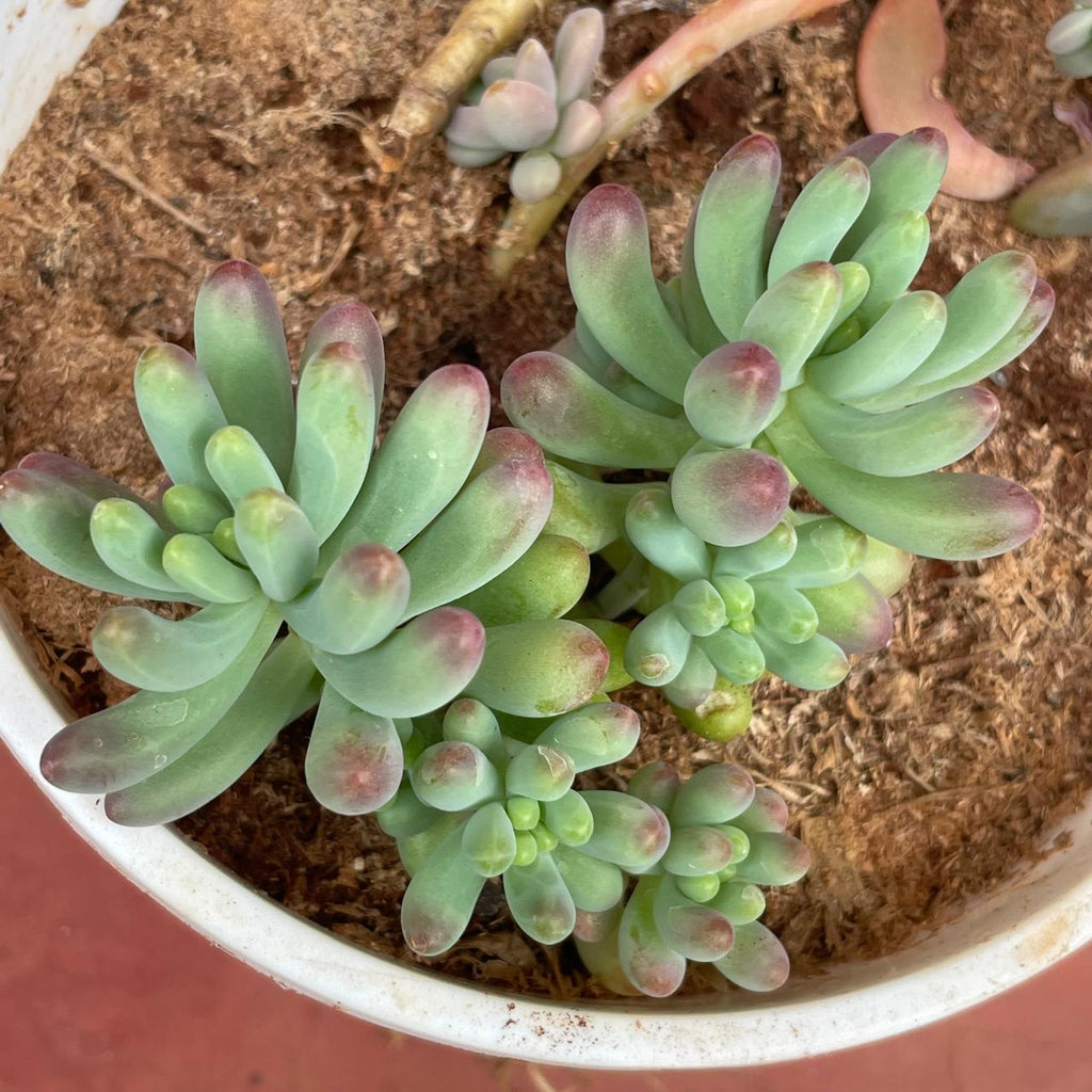 Detailed view of fleshy Sedum leaves with pinkish tips