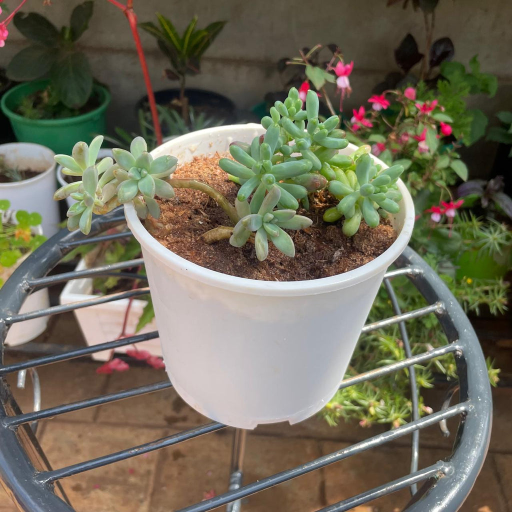 Top view of Jelly Bean plant in white pot