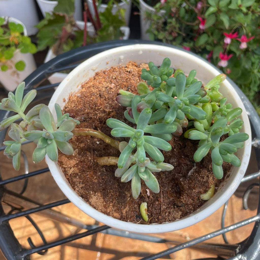 Jelly Bean Sedum succulent in white pot on garden table