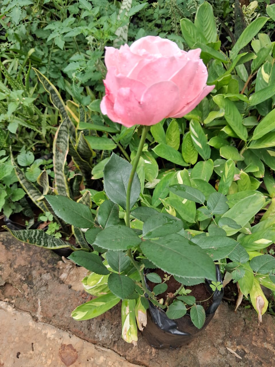 Close view of soft pink rose bloom
