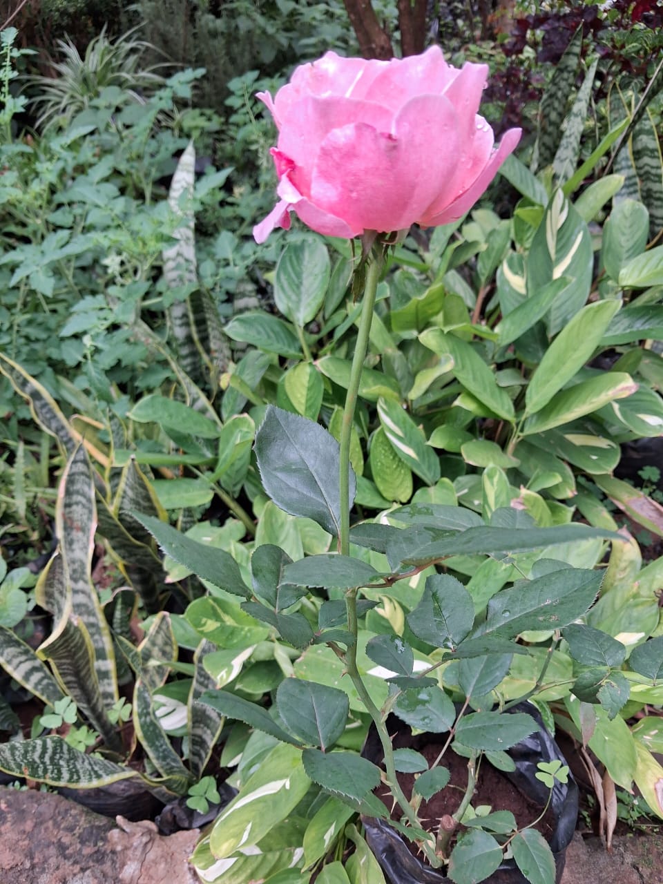 Pink rose flower and foliage from front