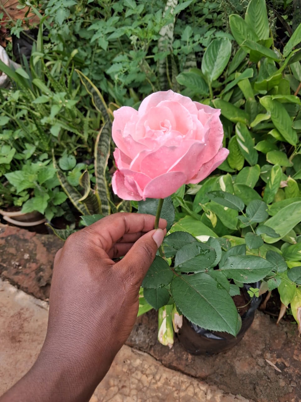 Pink rose plant flowering in garden nursery