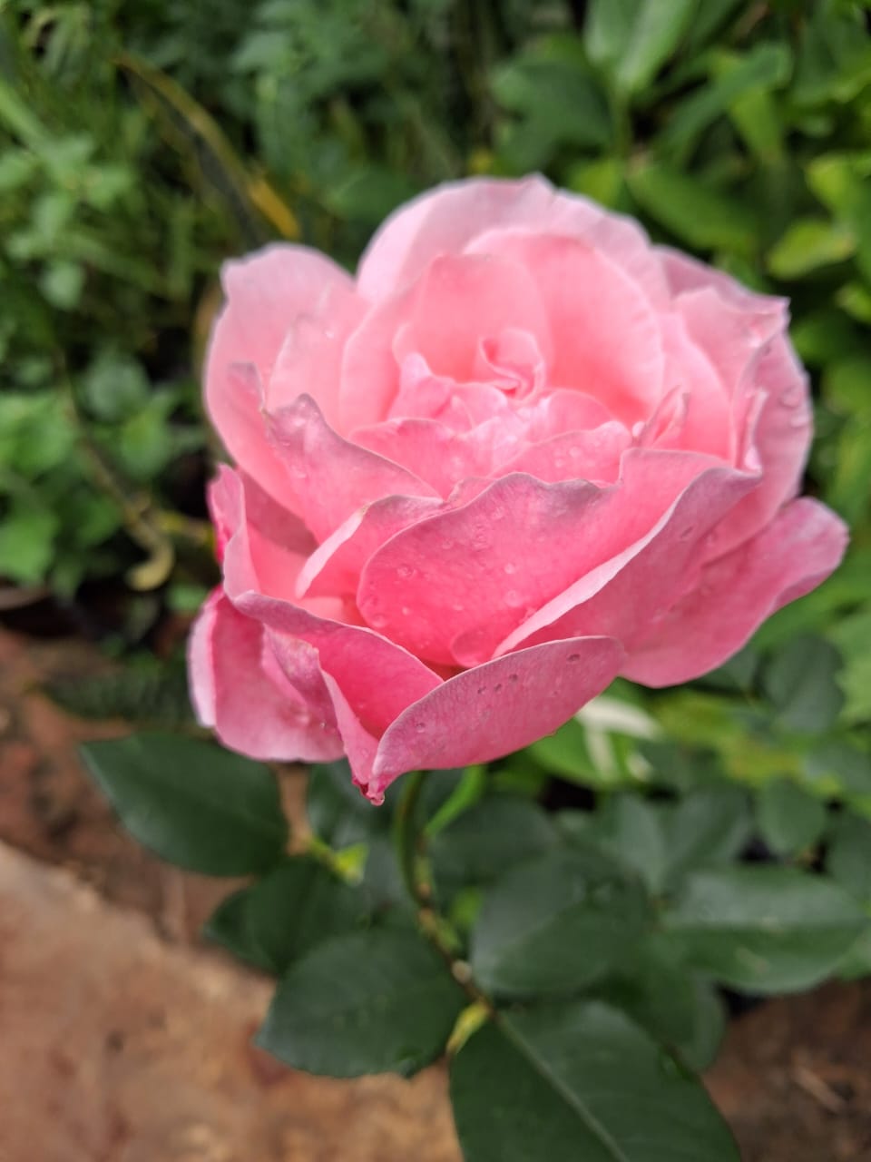 Pink rose bloom and plant in black nursery bag