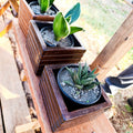 Square dark-stained wooden planter box