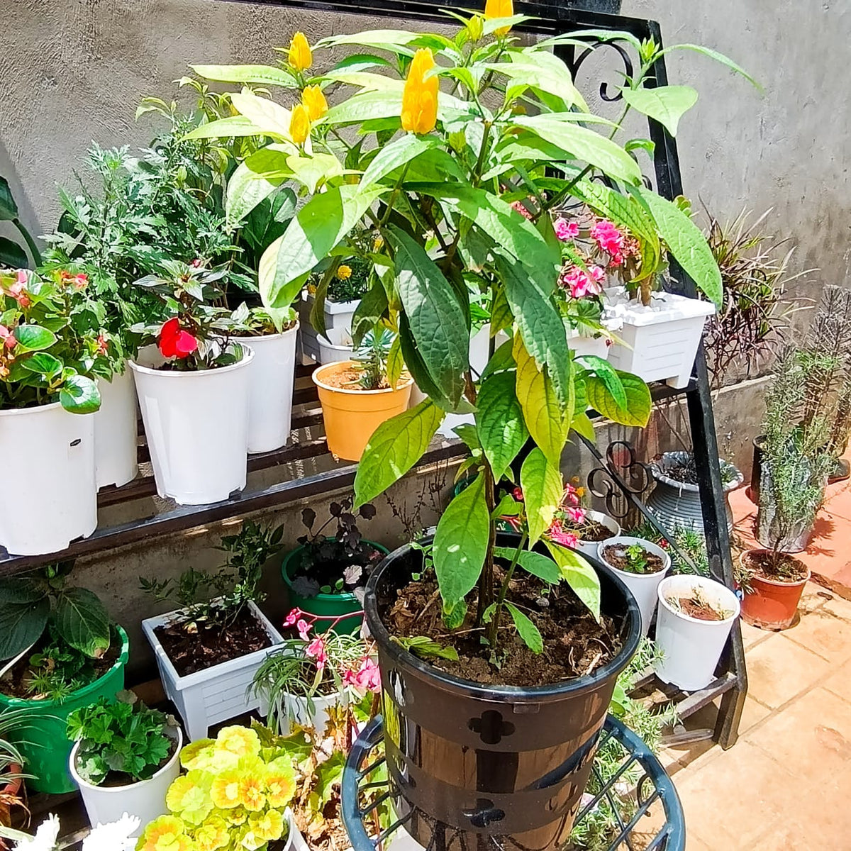 Pachystachys lutea in nursery pot