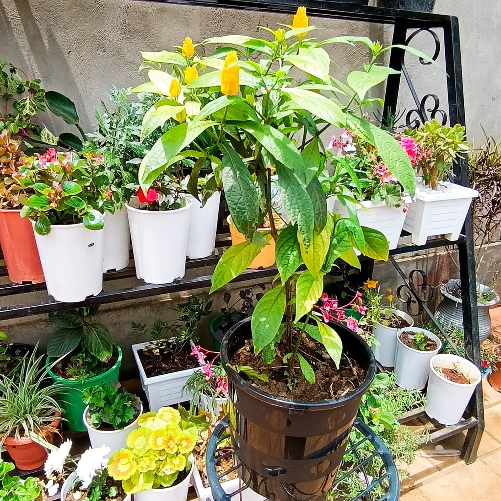 Golden Shrimp Plant yellow bracts
