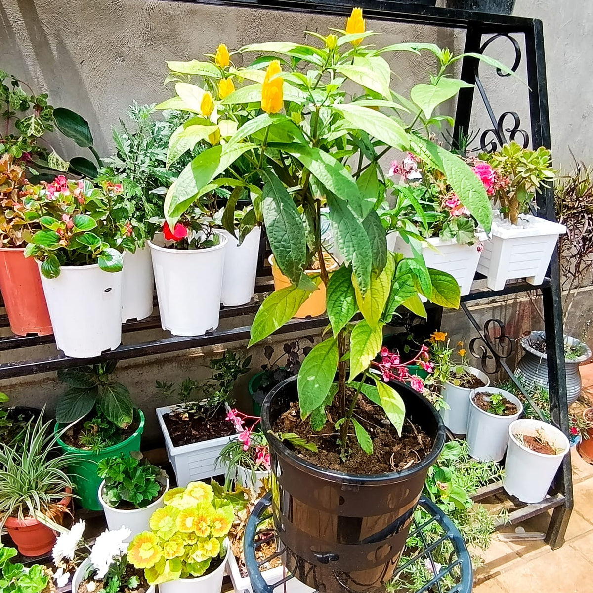 Golden Shrimp Plant yellow bracts