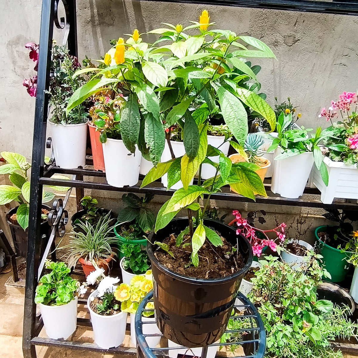 Golden Shrimp Plant with yellow flower spikes