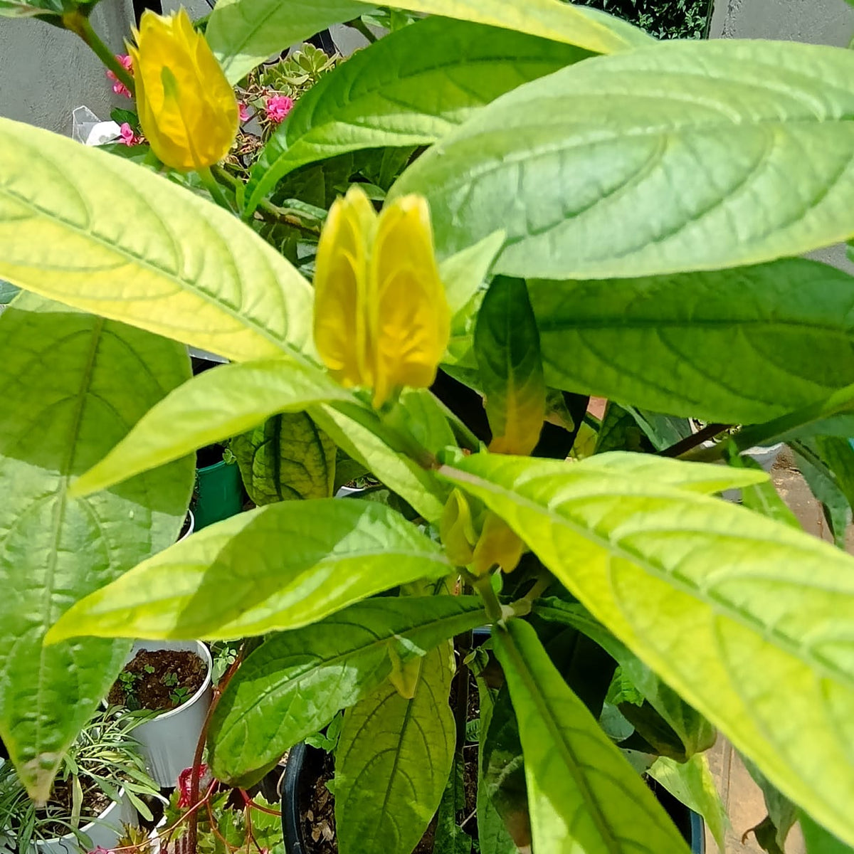 Lollipop plant leaves and blooms