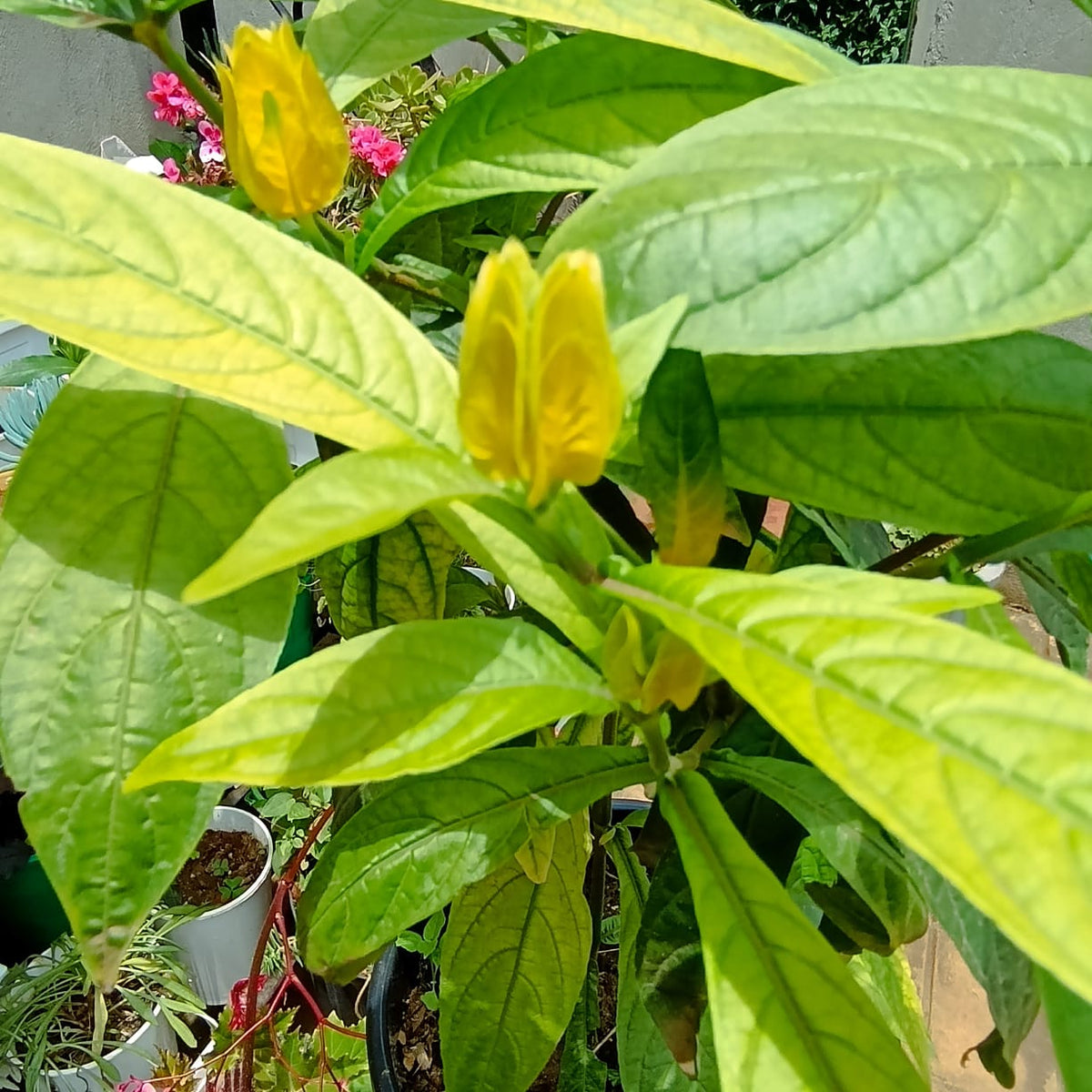 Golden Shrimp Plant in pot