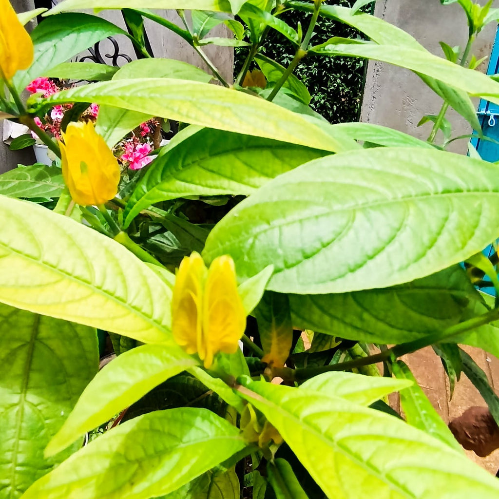 Golden Shrimp Plant full view