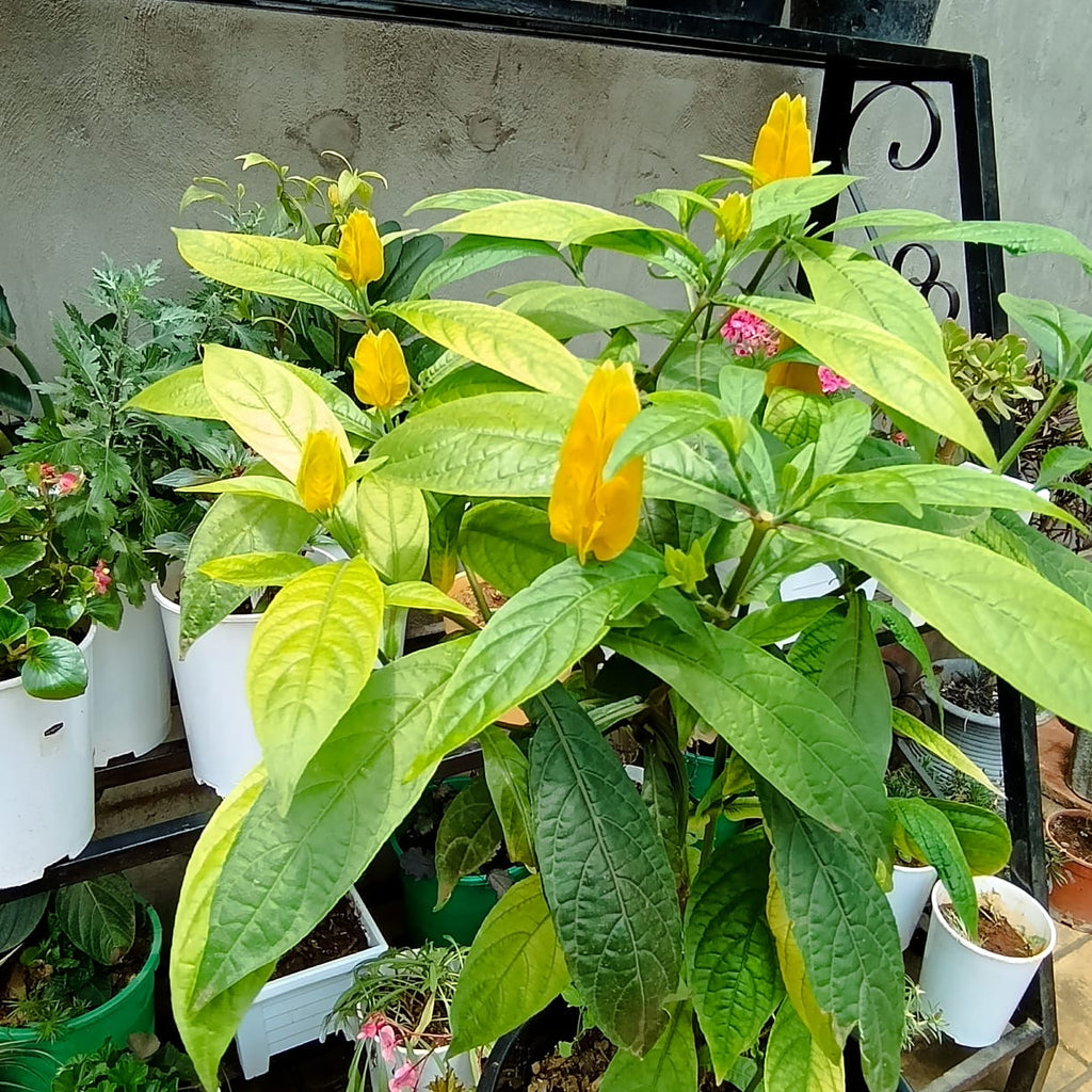 Lollipop plant yellow flower close-up