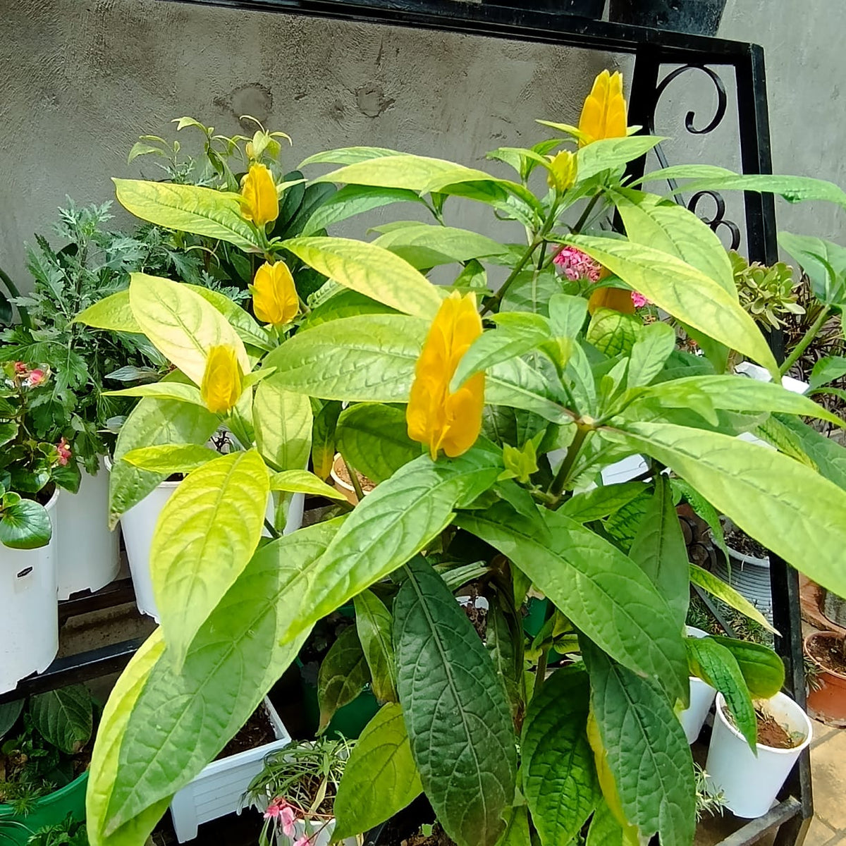 Golden Shrimp Plant at Jowaki Gardens