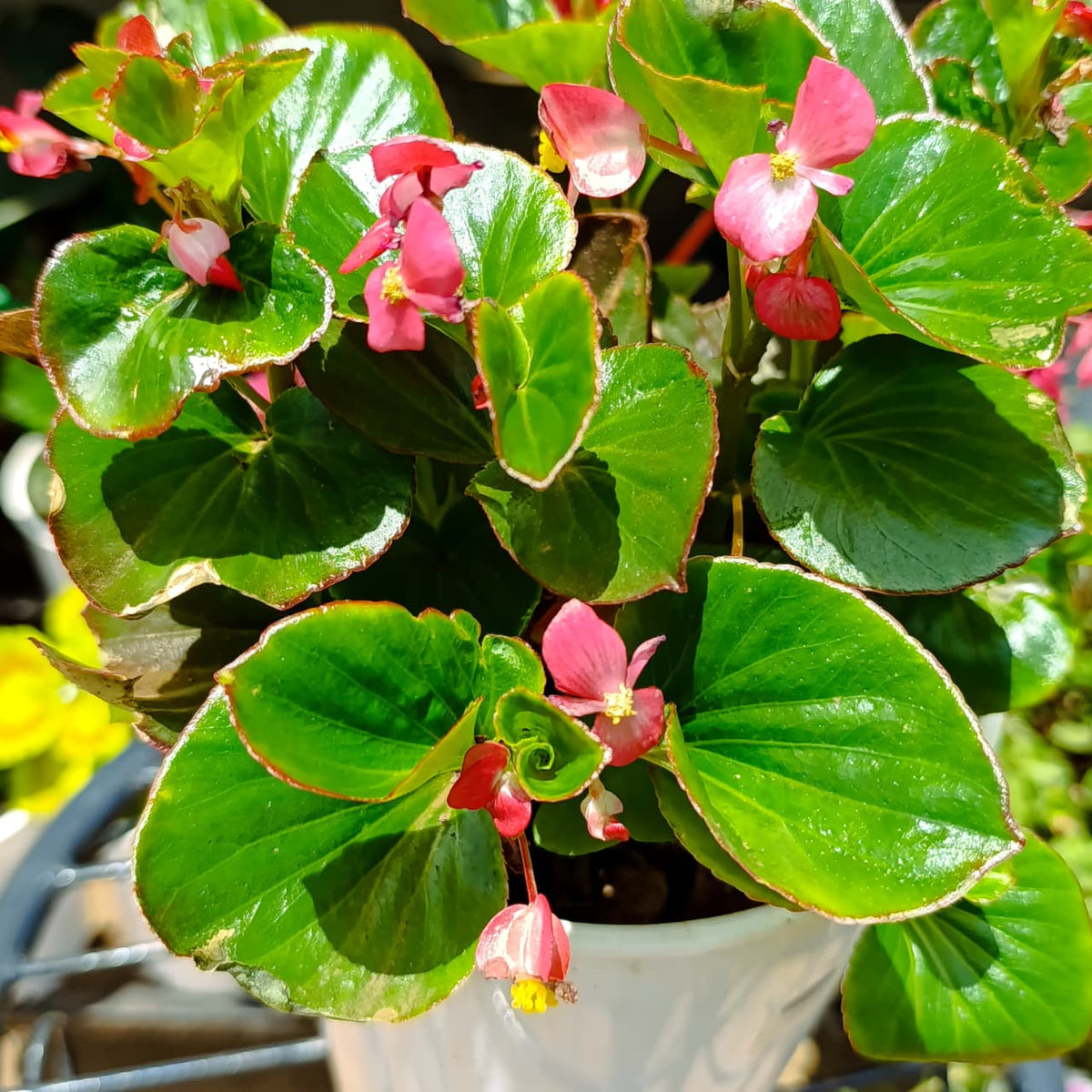 Wax Begonia leaves and blooms