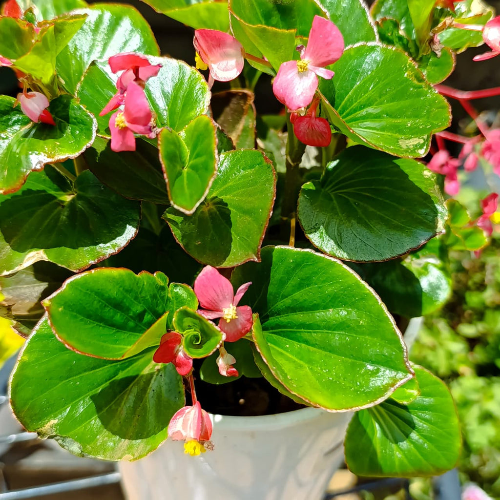 Pink begonia flowers close-up