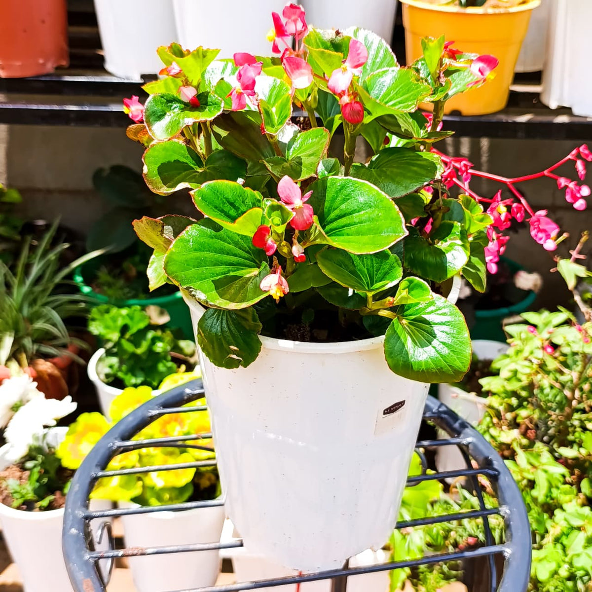 Wax Begonia in nursery pot
