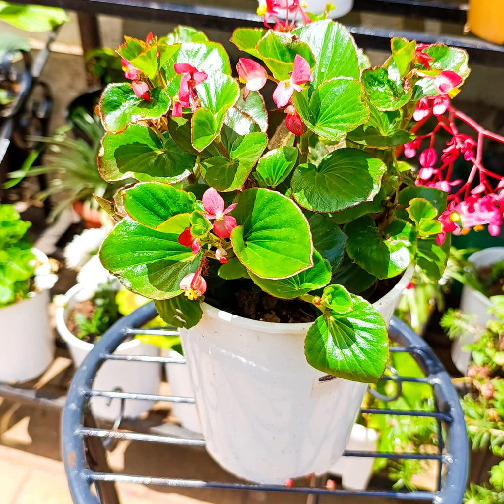 Wax Begonia top view