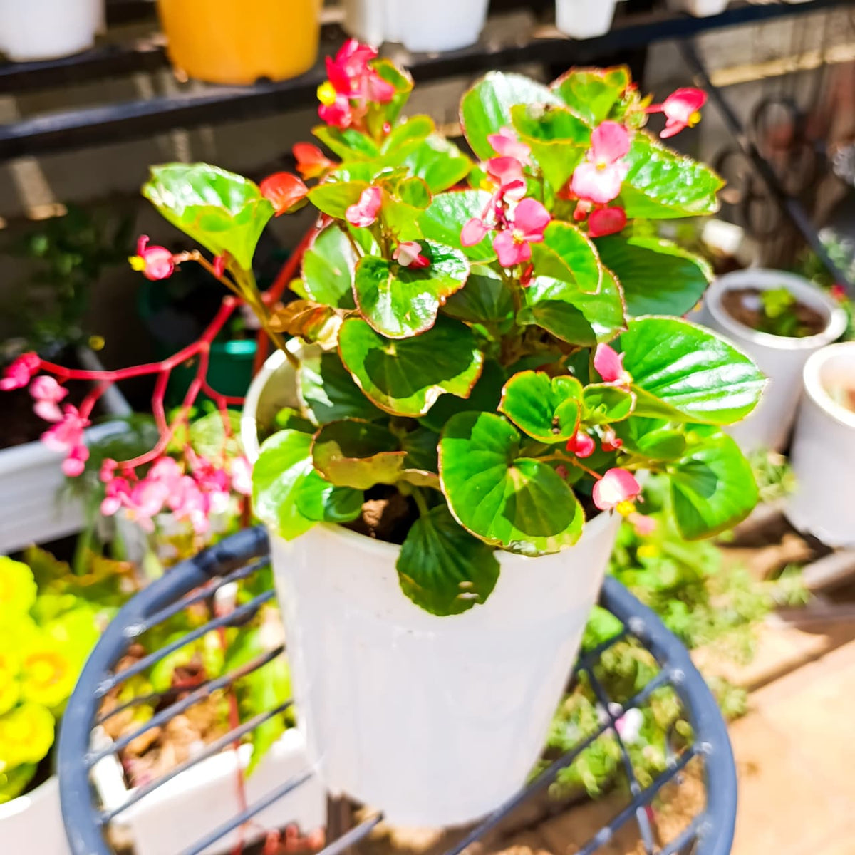 Wax Begonia side view