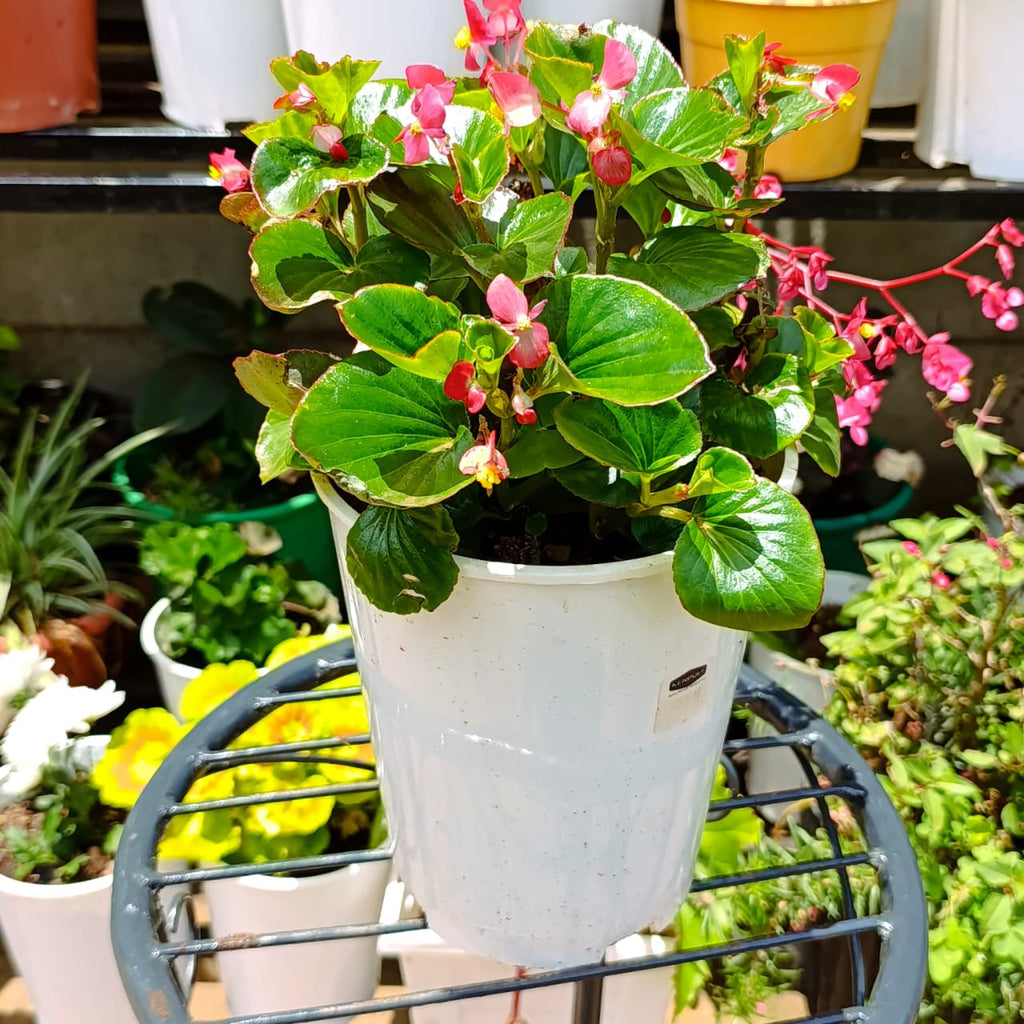 Begonia semperflorens full view