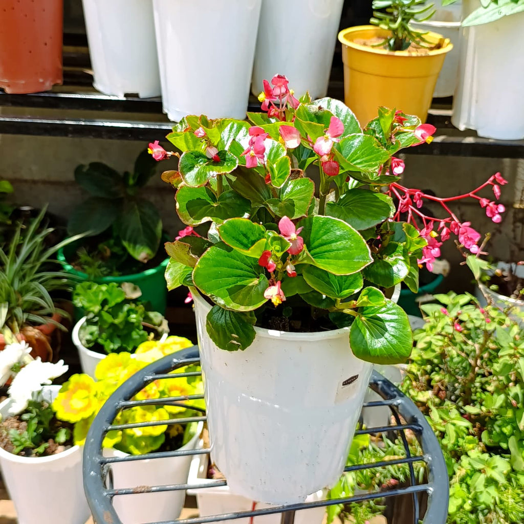 Pink-flowering Wax Begonia on a plant stand