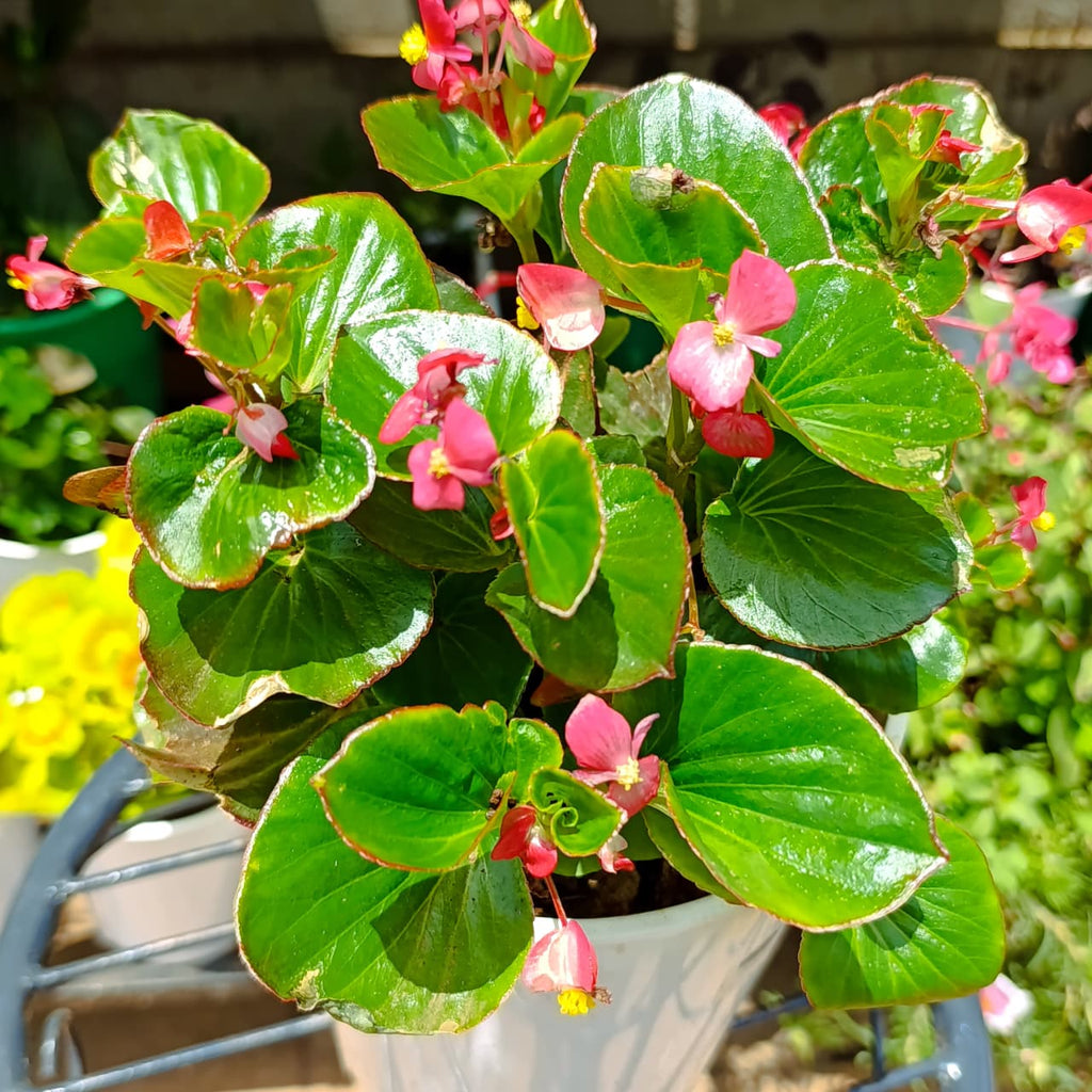 Wax Begonia glossy bronze-edged leaves close-up