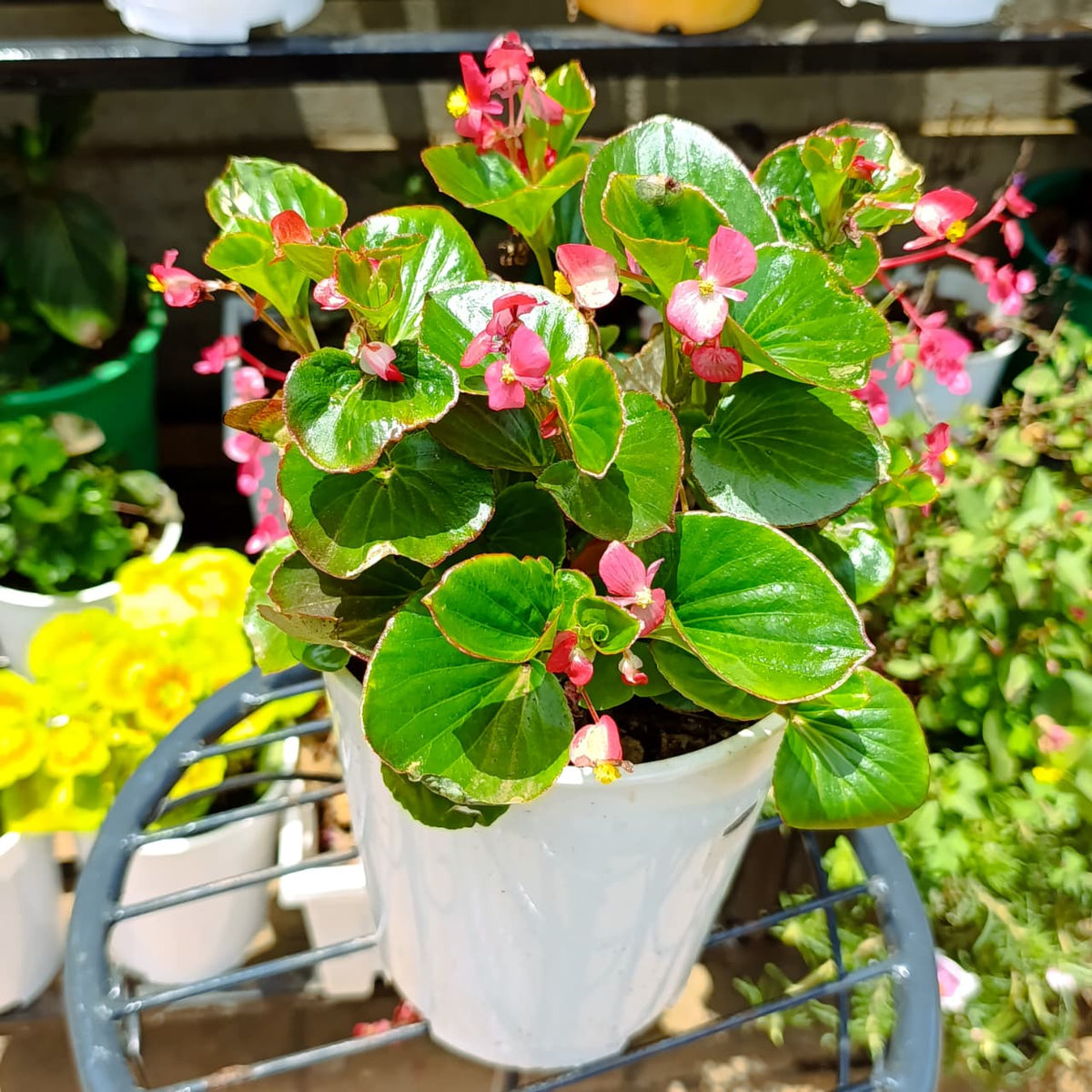 Wax Begonia with pink flowers in white pot