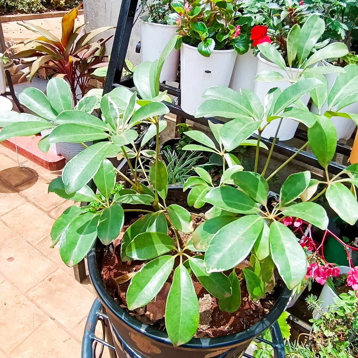 Schefflera arboricola at Jowaki Gardens
