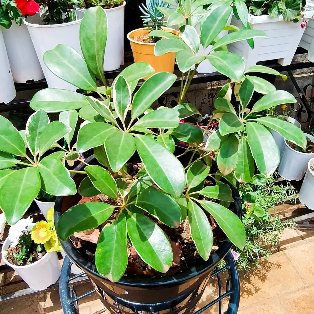 Umbrella Tree glossy cream-splashed leaves