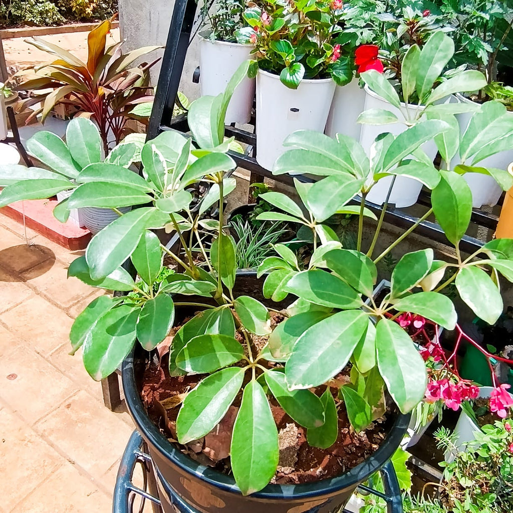 Bushy variegated Schefflera plant