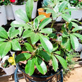 Variegated Umbrella Tree Schefflera arboricola top view