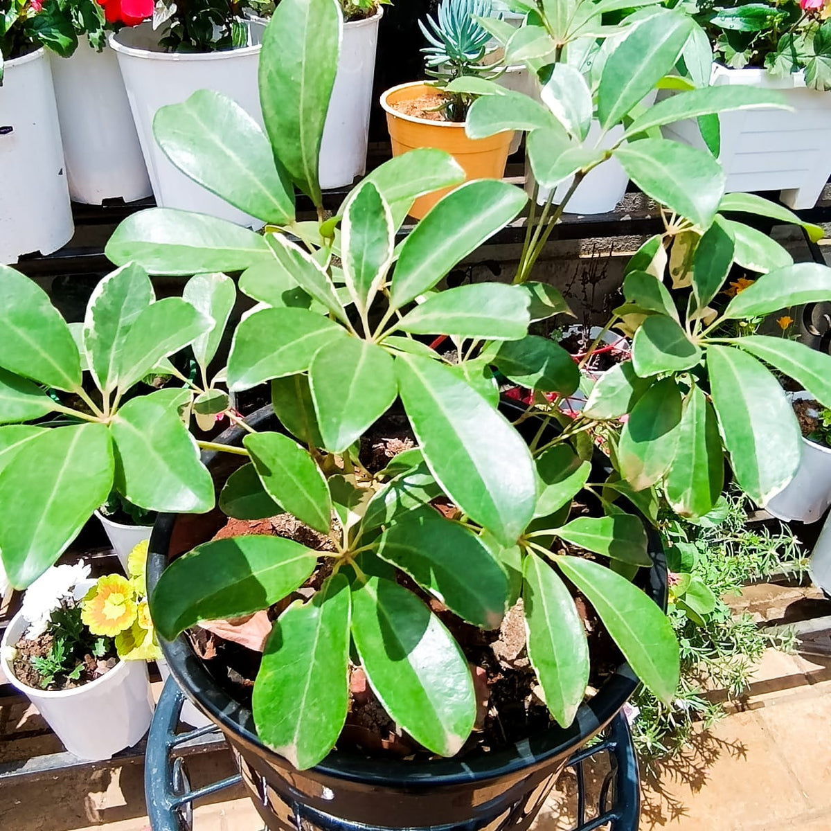 Variegated Umbrella Tree Schefflera arboricola top view