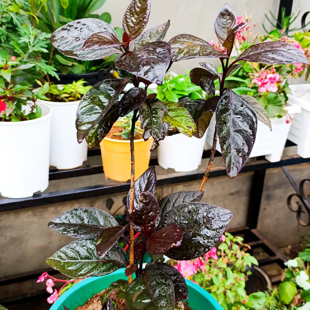 Metallic purple Pseuderanthemum foliage