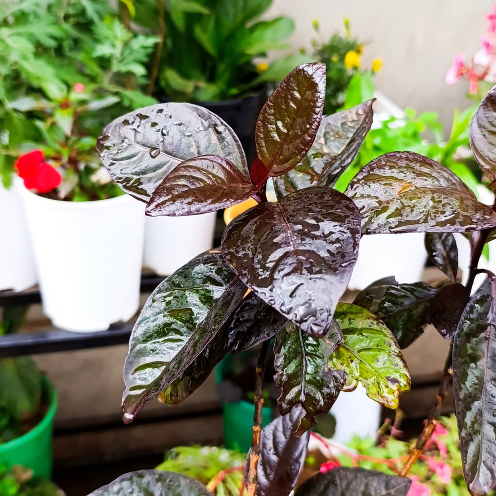 Purple False Eranthemum at Jowaki Gardens nursery