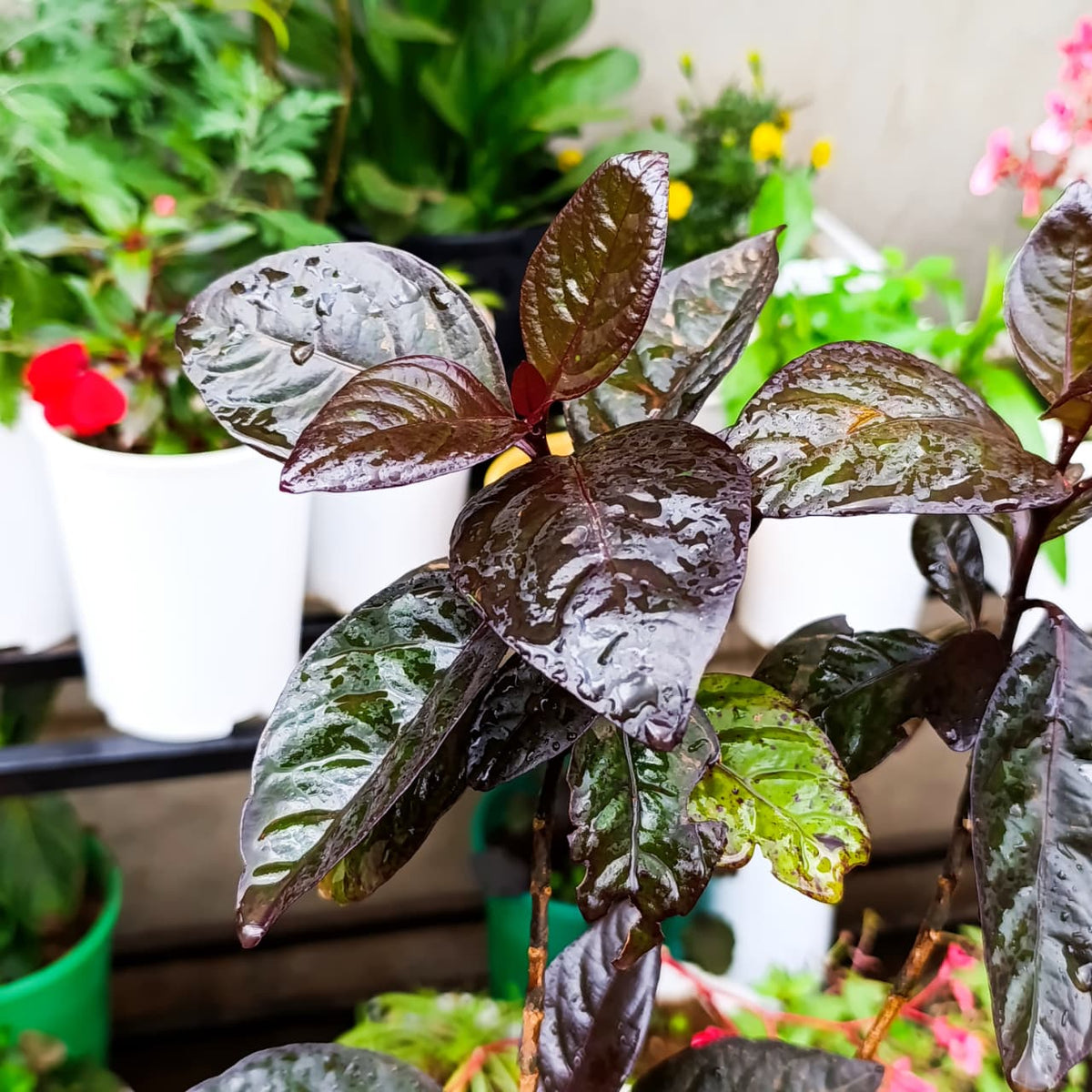 Glossy purple-black Pseuderanthemum leaves close-up