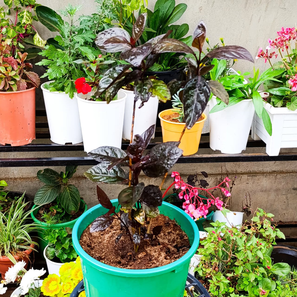 False Eranthemum purple Pseuderanthemum in green pot